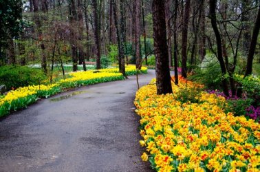garvan-woodland-gardens.jpg