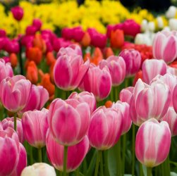 tulips1.jpg