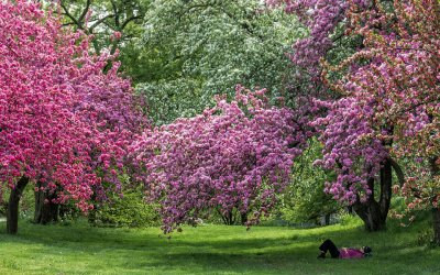 hero-crabapple-rees-nybg-april-gardenista.jpg
