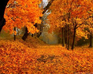 904022_wallpaper-autumn-foliage-forest-path-maple-tree-maple-leafs_1920x1080_h.jpg