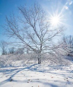 internal - sunny tree.jpg