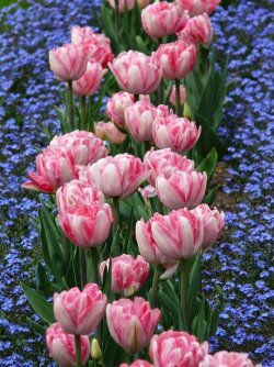 tulips-52141_960_720.jpg