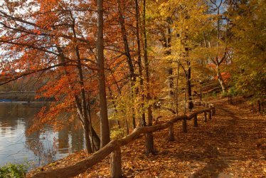 Central-Park-The-Ramble-Shoreline-Pels-Fall.jpg