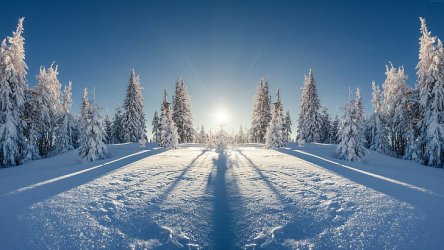 snow-8k-tree-forest-wallpaper-preview.jpg