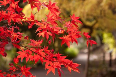 Autumn-path-Sonya-set.jpg