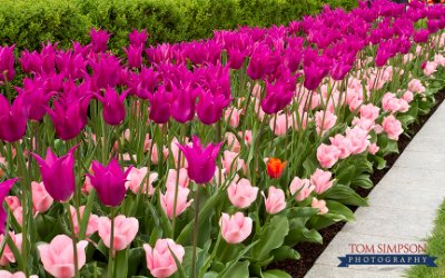 N42.3-nauvoo-temple-tulips-tom-simpson-photography(pp_w768_h480).jpg