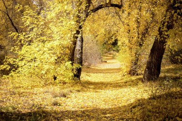 brightly-lit-autumn-path-in-bandelier-monument-new-mexico-ricardo-reitmeyer.jpg