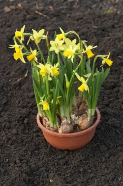 planting-daffodils.jpg