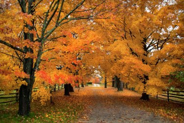 autumn-path-new-hampshire-joann-vitali.jpg