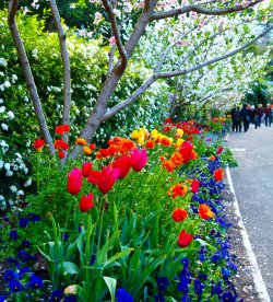 spring-walk-macquarie-wall-royal-botanic-gardens-s1.jpg
