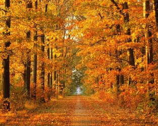Nature-In-Autumn8.jpg