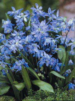 BSCSI_0_Scilla_Siberica-Value-Pack.1491331432.jpg
