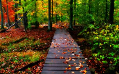 hd-autumn--wallpaper.jpg