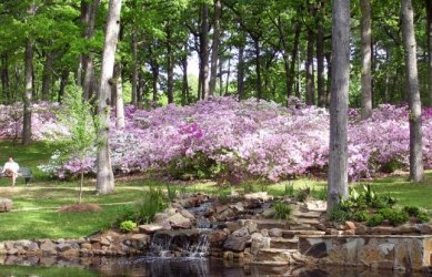 RWNortonGardensAzaleas_0.jpg