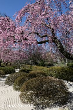 mo-botanical-gardens-japanese-gardens.jpg