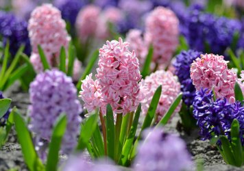 beautiful-spring-flowers-hyacinths-on-a-sunny-warm-day-blooming-on-a-city-flower-bed--primrose...jpg