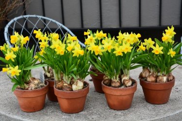 narcis_in_pot_1024x1024.jpg