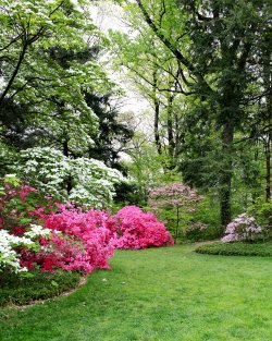 Spring-Picnic-National-Arboretum-OSBP-Peapod-4.jpg