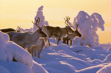 1b9319ef-lapland-winter-reindeer-snowy-forest-arto-komulainen.jpg