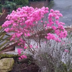 rhododendron-cornell-pink.jpeg