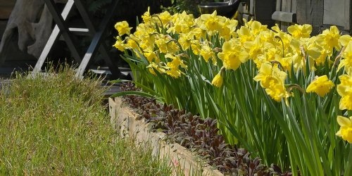 Planting_daffodil_Bulbs.jpg