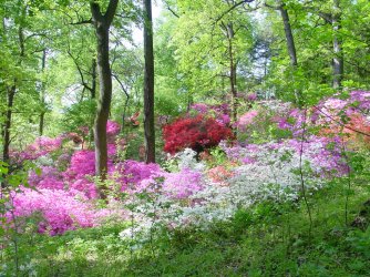 us_national_arboretum_azaleas_original.jpg