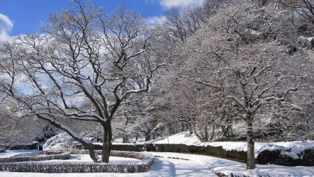Brooklyn-Botanic-Garden-snow.jpg