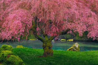 Peter-Lik-Tree-of-Dreams-Framed-Recess-Mount_1800x.jpg