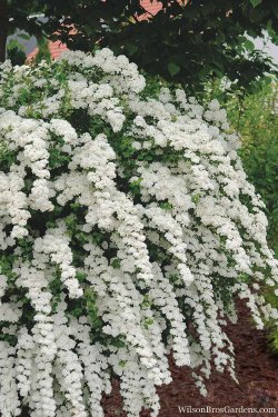 Spirea-Van-Houtte-6.jpg