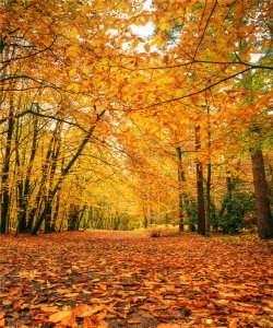 VinylBDS-Printing-Natural-Scenery-Photography-Backdrop-Autumn-Defoliation-For-Outdoor-Wedding-...jpg