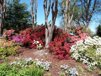 azalea-1264883_1280.jpg