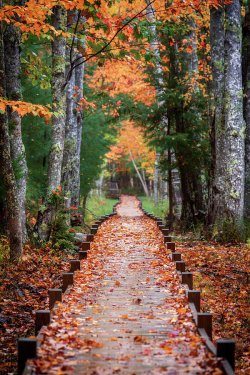 autumn-at-jesup-path-jesse-macdonald.jpg