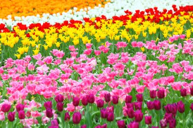 Tulips.jpg