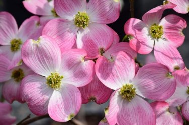Dogwood-May-2015-1-860x573.jpg