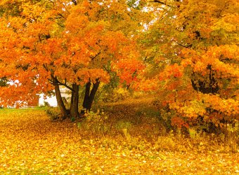 autumn-maine-ali-bailey.jpg