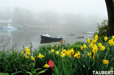 foggy_flowers.jpg