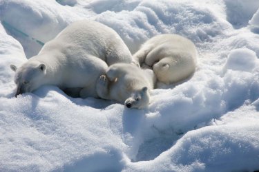 Arctic-white-Polar-bears.jpg