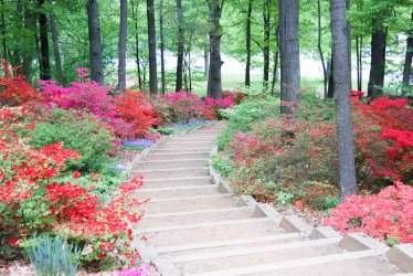 Visit-the-National-Arboretum-Azalea-Collections-WEB.jpg