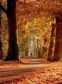 new-england-forest-path-fall-picture_orig.jpg