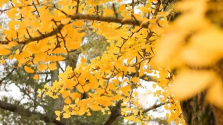 Gingko.jpg