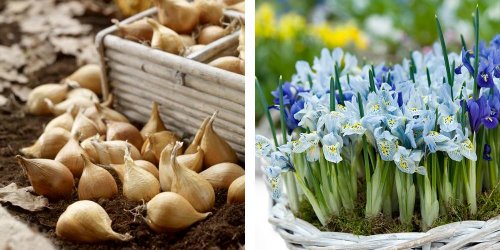 spring-bulbs-irises.jpg
