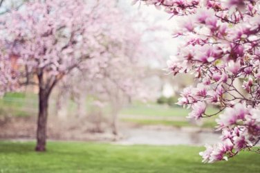 nyc_in_spring_cherry_blossoms.jpg