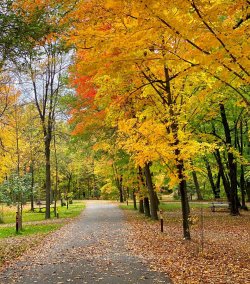Autumn-scenery-photos-walk-pathway.jpg