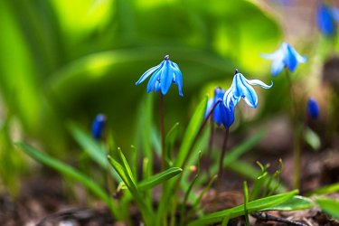 what-are-examples-of-spring-bulbs-8.jpg