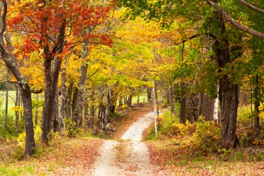 Fall Foliage in Vermont.jpg