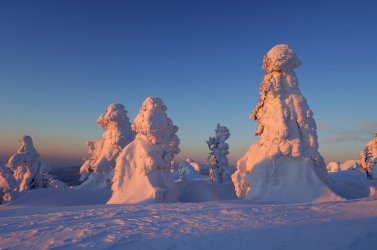 snow-covered-norway-spruce-trees-martin-ruegner.jpg