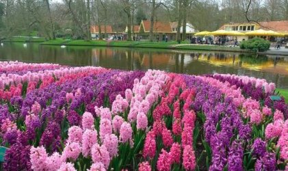hyacinthspond.jpg