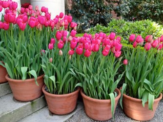 tulip-pots.jpg