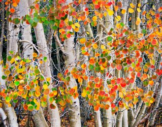 Sierra-Aspens-web-1800.jpg