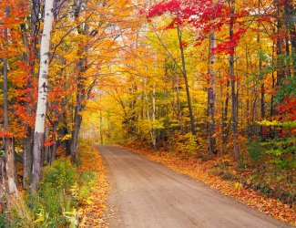 Fallnewenglandtrees_iStock_000017467311XXXLargeRF.jpg